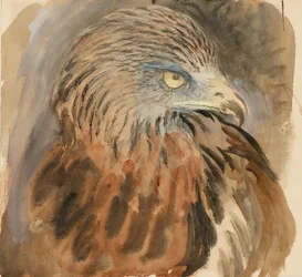 The Head of a Kite, from Life, 1870 年 8 月 30 日 - 9 月 1 日。