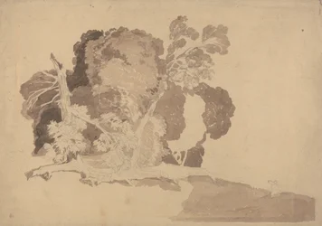 樹木研究