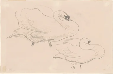 1880-1900年の白鳥の研究。