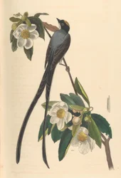 フォークテール・フライキャッチャー（Gordonia lasianthus）、1840-44年。