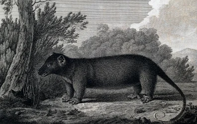Opossum, kaiverrus John Webberin (1750-1793) piirustuksen jälkeen tehty James Cookin kolmannen matkan aikana