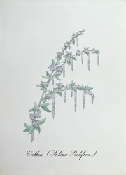 Catkin (Felina Prolifica.)、John Weir 作「The Bogus Book of Botany」の挿絵