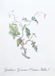 庭師の不満 (Common Fahlia)、John Weir 作「The Bogus Book of Botany」の挿絵