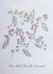 ジョン・ウィアー作「The Bogus Book of Botany」の挿絵、Hair-Belles (Marcella Luxuriantia)