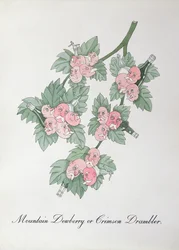 マウンテン デューベリーまたはクリムゾン ドランブラー、ジョン ウィアー作「The Bogus Book of Botany」の挿絵