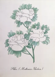 フロックス。 (Muttonica Idiotica)、John Weir 作「The Bogus Book of Botany」の挿絵