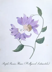 紫色のパッション フラワー (Hollywood Sentimentalis)、John Weir 作「The Bogus Book of Botany」の挿絵