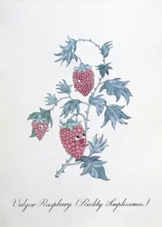下品なラズベリー (Rudity Simplissimus)、John Weir 作「The Bogus Book of Botany」の挿絵