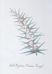 野生のヒステリー (Common Frenzy.)、John Weir 作「The Bogus Book of Botany」の挿絵