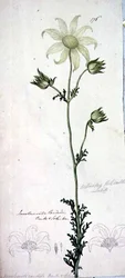 フランネルフラワー（actinotus helianthe labill
