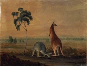 1819年頃の風景の中のカンガルー