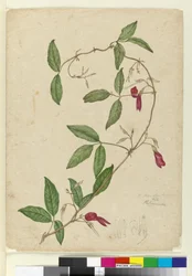 Kennedia rubicunda、1803年6月6日（WC、ペン、インク、鉛筆）