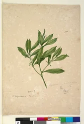 ページ101. Myoporum acuminatum、c.1803-06（トイレ、ペン、インク、鉛筆）