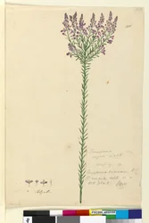 ページ105. Comesperma ericinum、c.1803-06（WC、ペン、インク、鉛筆）