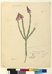 ページ106. Comesperma ericinum、c.1803-06（トイレ、ペン、インク、鉛筆）