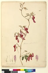 108ページ。Kennediarubicunda、c.1803-06（wc、ペン、インク、鉛筆）