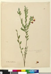 113. Bossiaea heterophylla、c.1803-06（wc、ペン、インク、鉛筆）