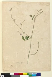 115. Hedysarum、1803-06年頃（トイレ、ペン、インク、鉛筆）