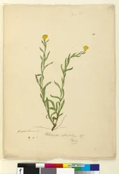 119. Helichrysum apiculatumChrysocephalum apiculatum、c.1803-06（WC、ペン、インク、鉛筆）
