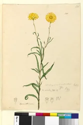 ページ121. Elichrysum bracteatum、c.1803-06（トイレ、ペン、インク、鉛筆）