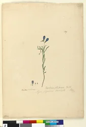 ページ129. Ionidium filiforme、c.1803-06（wc、ペン、インク、鉛筆）