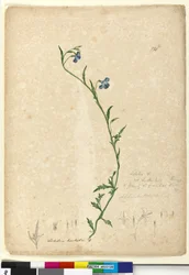 ページ130. Lobelia hostataLobelia gracilis、c.1803-06（WC、ペン、インク、鉛筆）