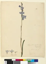 ページ133. Thelymitra ixioides、c.1803-06（WC、ペン、インク、鉛筆）