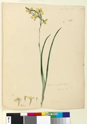 ページ135. Diuris maculata、c.1803-06（トイレ、ペン、インク、鉛筆）
