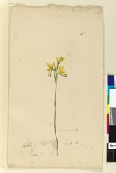 ページ136. Diuris aurea、c.1803-06（wc、ペン、インク、鉛筆）