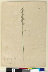 138. Prasophyllum patens、1803-06年頃（トイレ、ペン、インク、鉛筆）