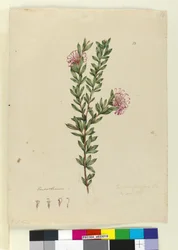 Page 13. Grevillea punicea、c.1803-06（WC、ペン、インク、鉛筆）