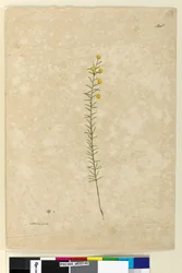 148ページAcacia aciculares, c.1803-06 （水彩、ペン、インク、鉛筆