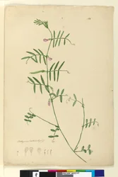 150ページ。Lathyrus、c.1803-06（wc、ペン、インク、鉛筆）
