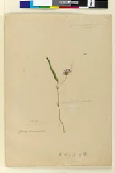 ページ166. Kennedia monophyllaHardenbergia violacea、c.1803-06（wc、ペン、インク、鉛筆）