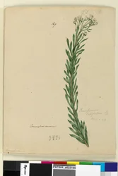 Page 169. Conospermum taxifolium、c.1803-06（トイレ、ペン、インク、鉛筆）