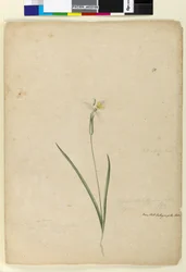 ページ170. Diplarrhena moraea、c.1803-06（トイレ、ペン、インク、鉛筆）