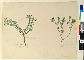 179ページ。 180. Poranthera ericafolia、c.1803-06（トイレ、ペン、インク、鉛筆）