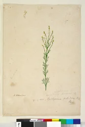 ページ17. Symphionema paludosum、c.1803-06（トイレ、ペン、インク、鉛筆）