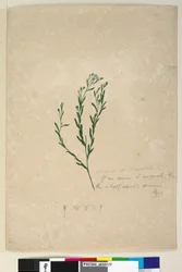 ページ182. Linum spはaugustifoliumと同盟、c.1803-06（WC、ペン、インク、鉛筆）