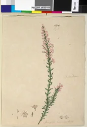 190ページ。Sprengeliaincarnata、c.1803-06（WC、ペン、インク、鉛筆）