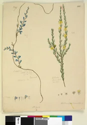 Page 209.コスペルマvolubile; 210. Hibbertia fasciculata、c.1803-06（トイレ、ペン、インク、鉛筆）