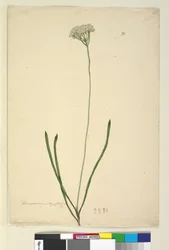 ページ20. Conospermum longifolium、c.1803-06（トイレ、ペン、インク、鉛筆）