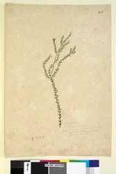 213ページ。EpacrideaeLeucopogonsp。、c.1803-06（wc、ペン、インク、鉛筆）