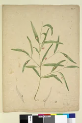 ページ225.ユーカリを生えたゴールの種の枝...、c.1803-06（wc、ペン、インク、鉛筆）