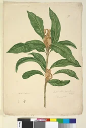 22ページ。Xylomelumpyriforme、c.1803-06（wc、ペン、インク、鉛筆）