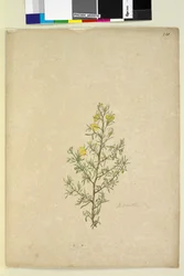 231ページ。Hibbertiasp、c.1803-06（wc、ペン、インク、鉛筆）