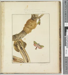 Page 23プレート6 Xylopsyche Lewinni Hepialus Ligniveren Lewin、1803-04（手描きのエッチングプリント）