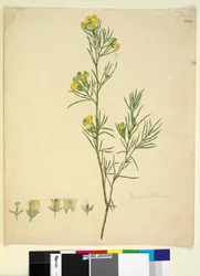 244ページ。ゴンフォロビウム、1803年6月6日（トイレ、ペン、インク、鉛筆）