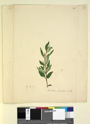 251ページ。Marsdeniasuaveolens、c.1803-06（WC、ペン、インク、鉛筆）