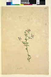 252ページ。正体不明の植物、1803-06年頃（トイレ、ペン、インク、鉛筆）